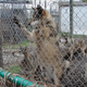 Photo: Big Cat Rescue